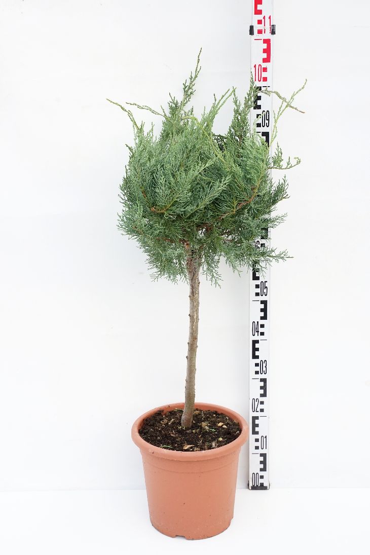 Juniperus virginiana &