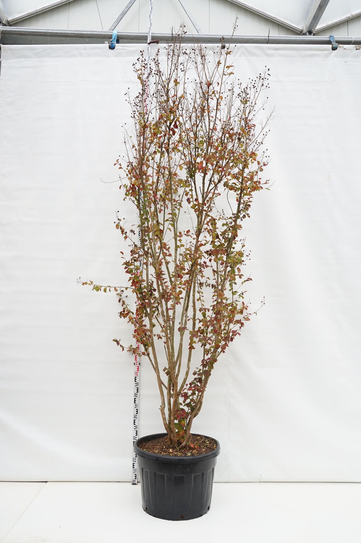 Lagerstroemia &