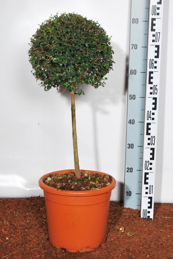 Ligustrum jonandrum 40 cm stam, C9 (9 liters kruka)
