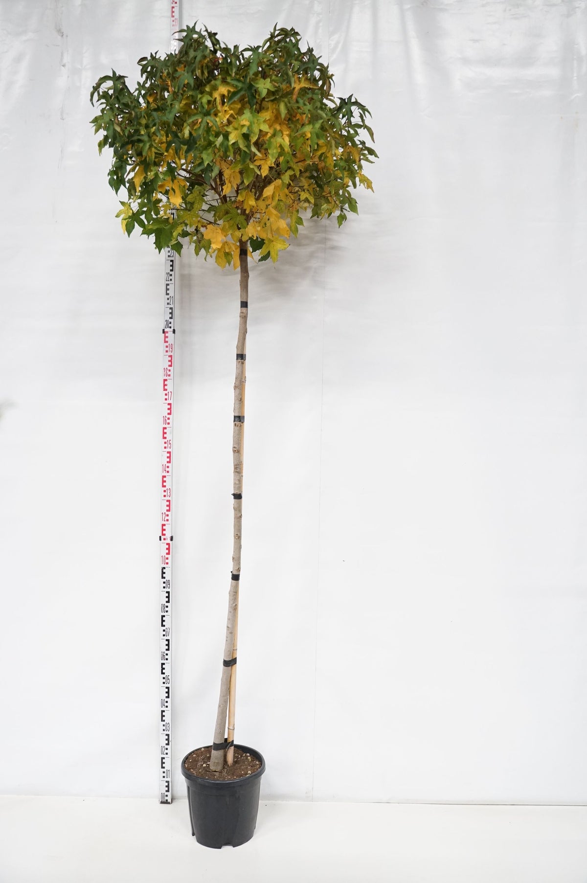 Liquidambar st. &
