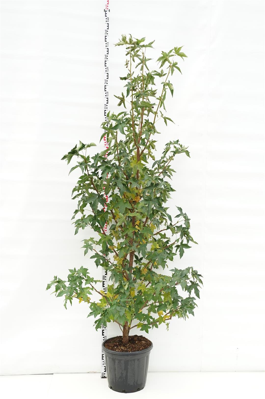 Liquidambar styraciflua C30 (30 liters kruka) 200-250 cm flerstammig