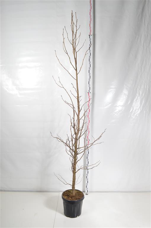 Liquidambar styraciflua C30 (30 liters kruka) 250-300 cm