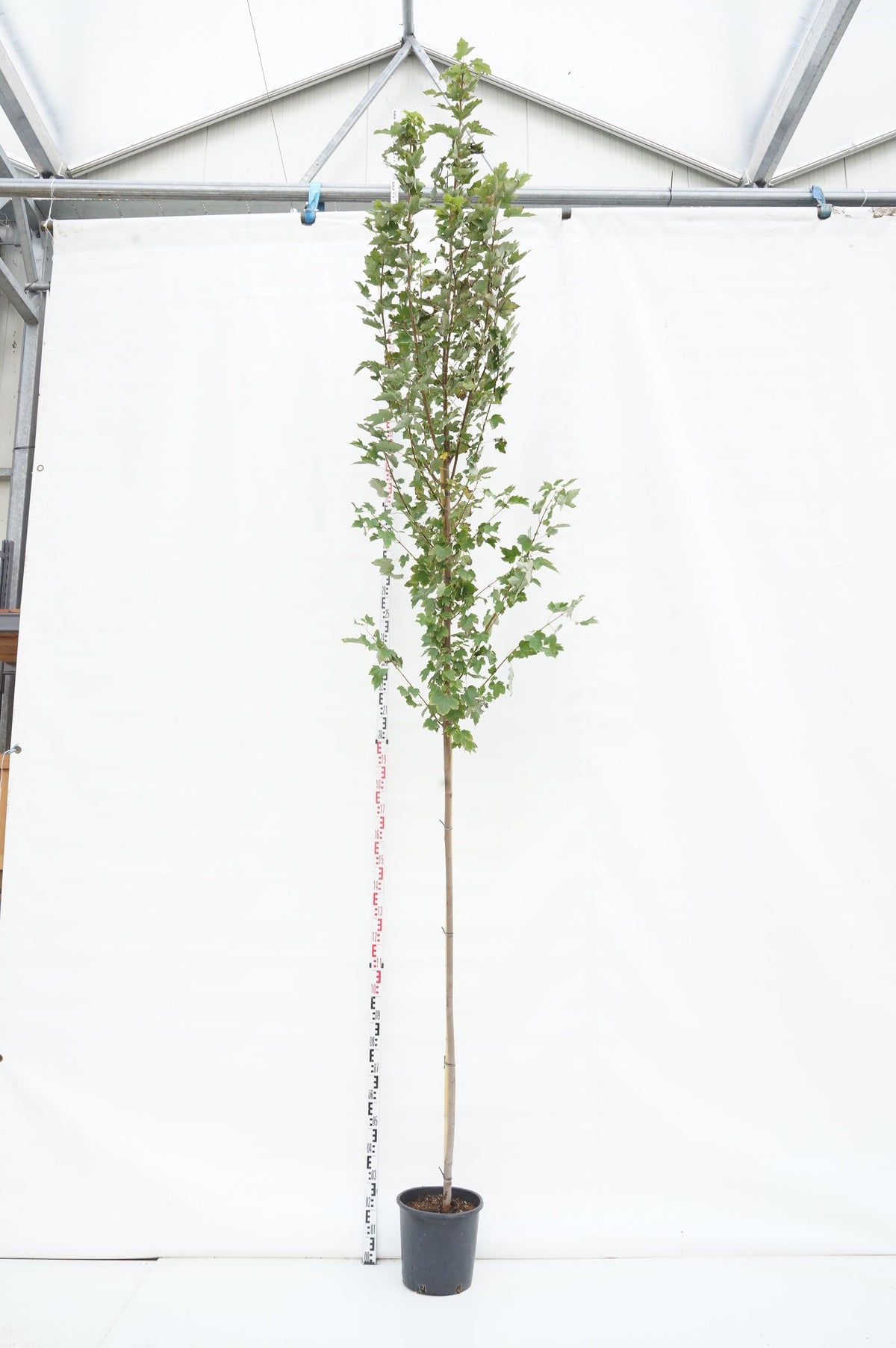 Liquidambar styraciflua C55 (55 liters kruka) 300-350 cm