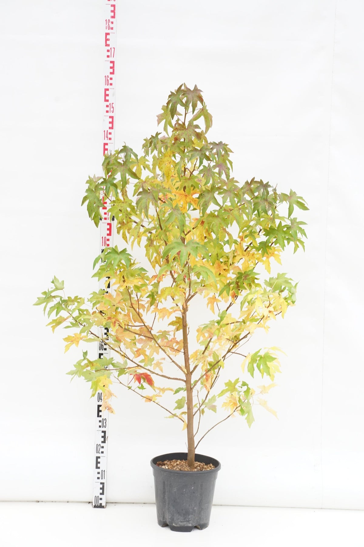 Liquidambar styraciflua C10 (10 liters kruka) 125-150 cm