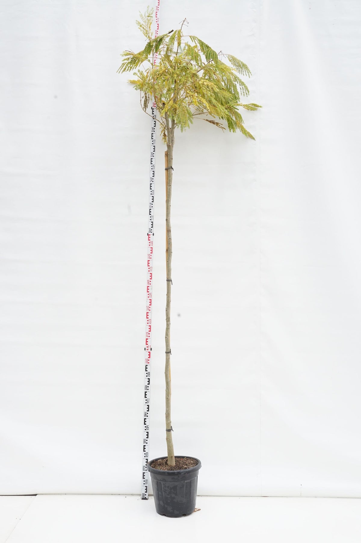 Liquidambar styraciflua 8-10 cm Stamträd C18 (18 liters kruka)
