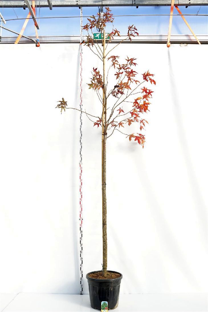 Liquidambar styraciflua Stamomkrets 12-14 cm C55 (55 liters kruka)