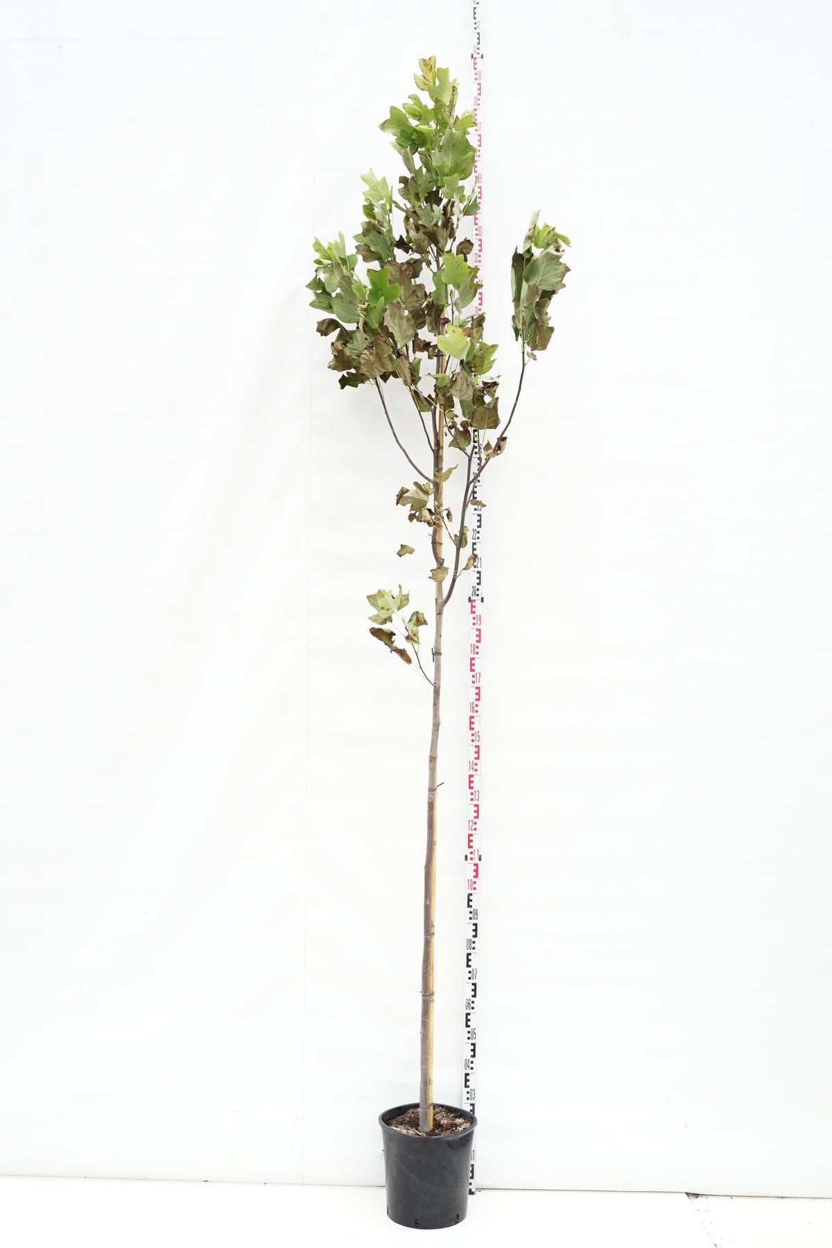 Liriodendron tulipifera 6-8 cm Stamträd C18 (18 liters kruka)