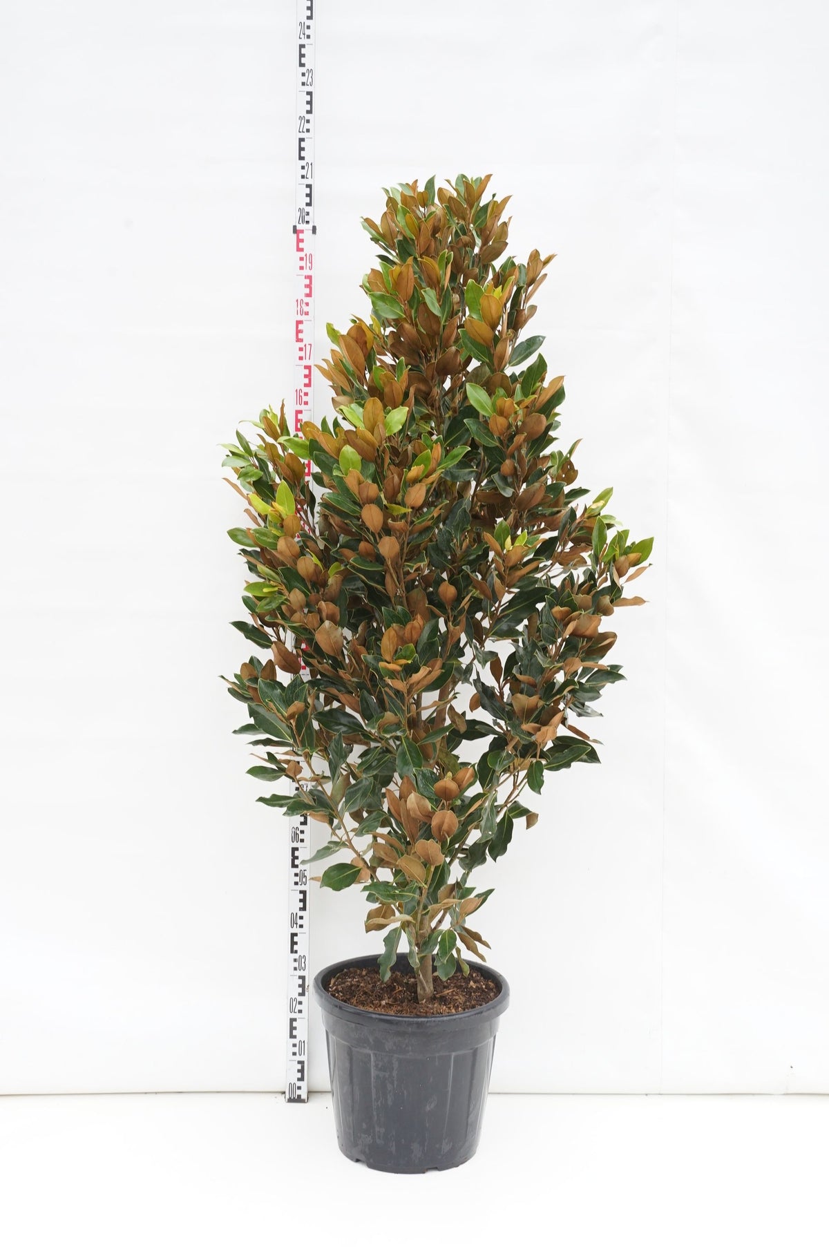 Magnolia grandiflora &