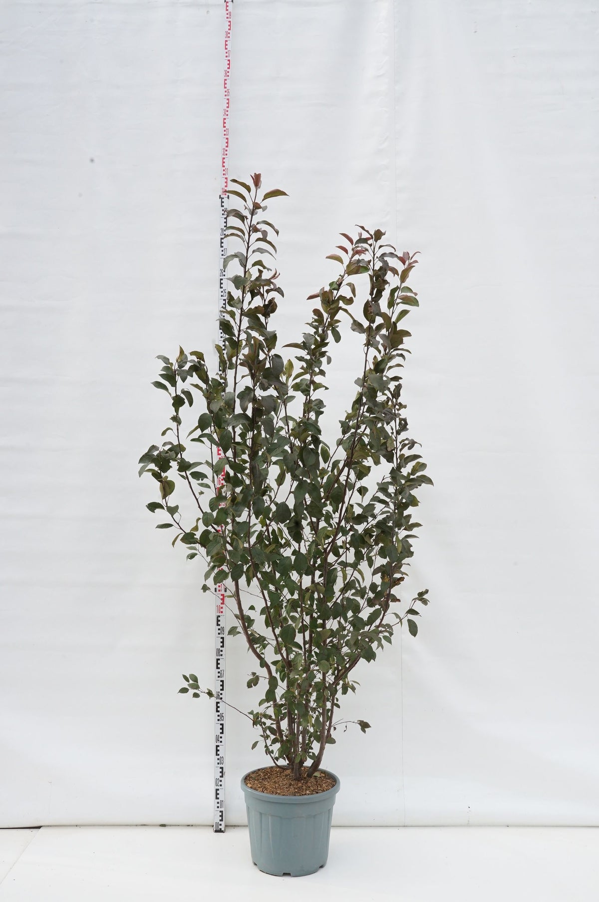 Malus &
