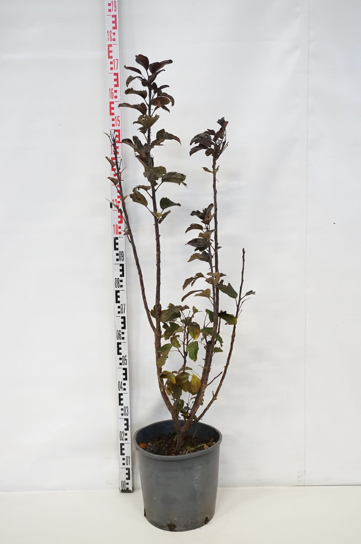 Malus toringo &