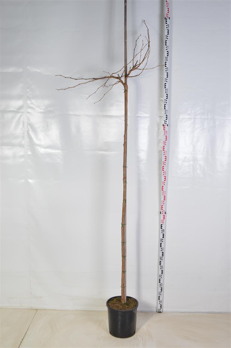 Morus platanifolia (fruitless) Högstam 6-8 cm C18 (18 liters kruka)