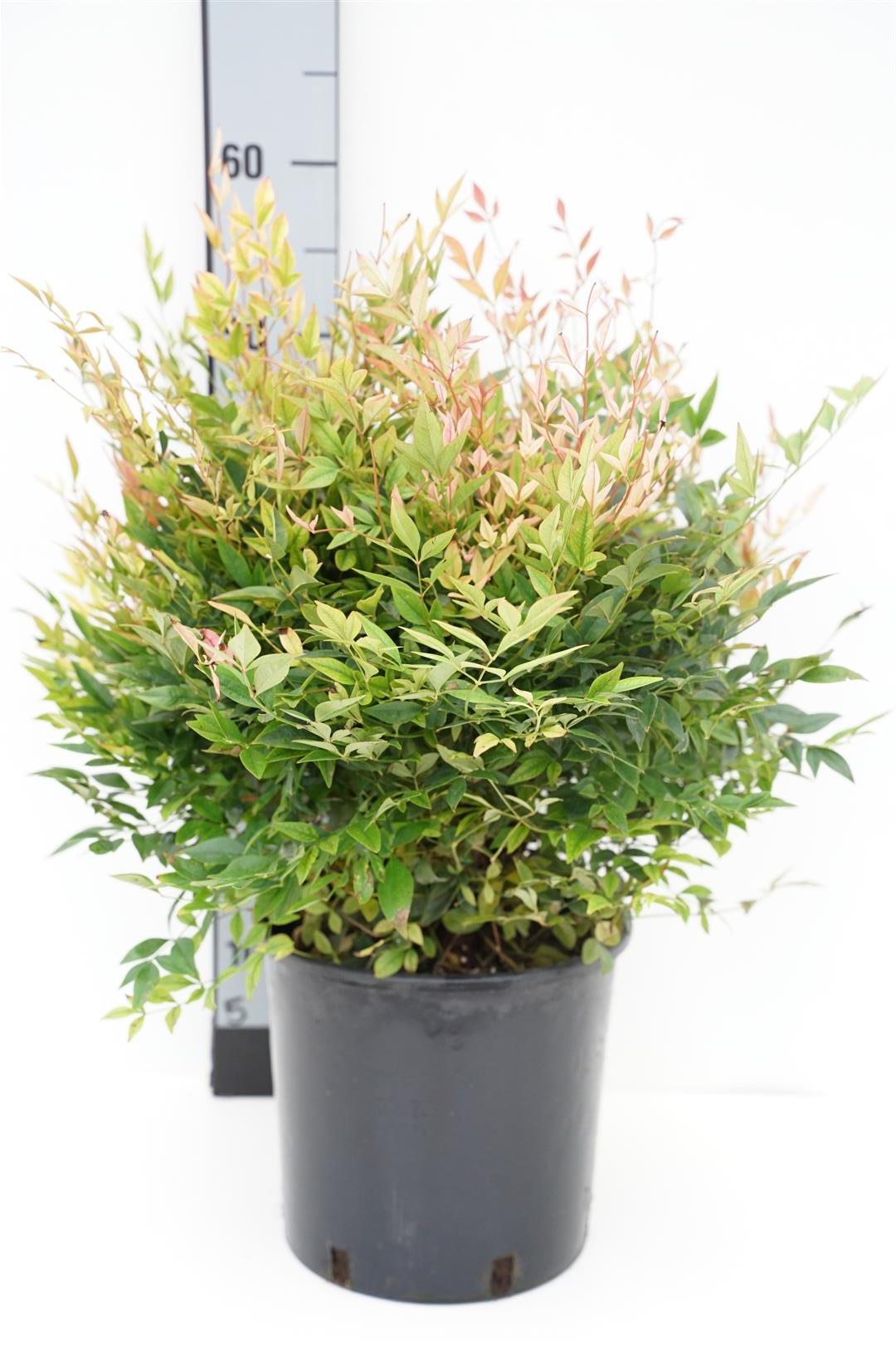 Nandina domestica &
