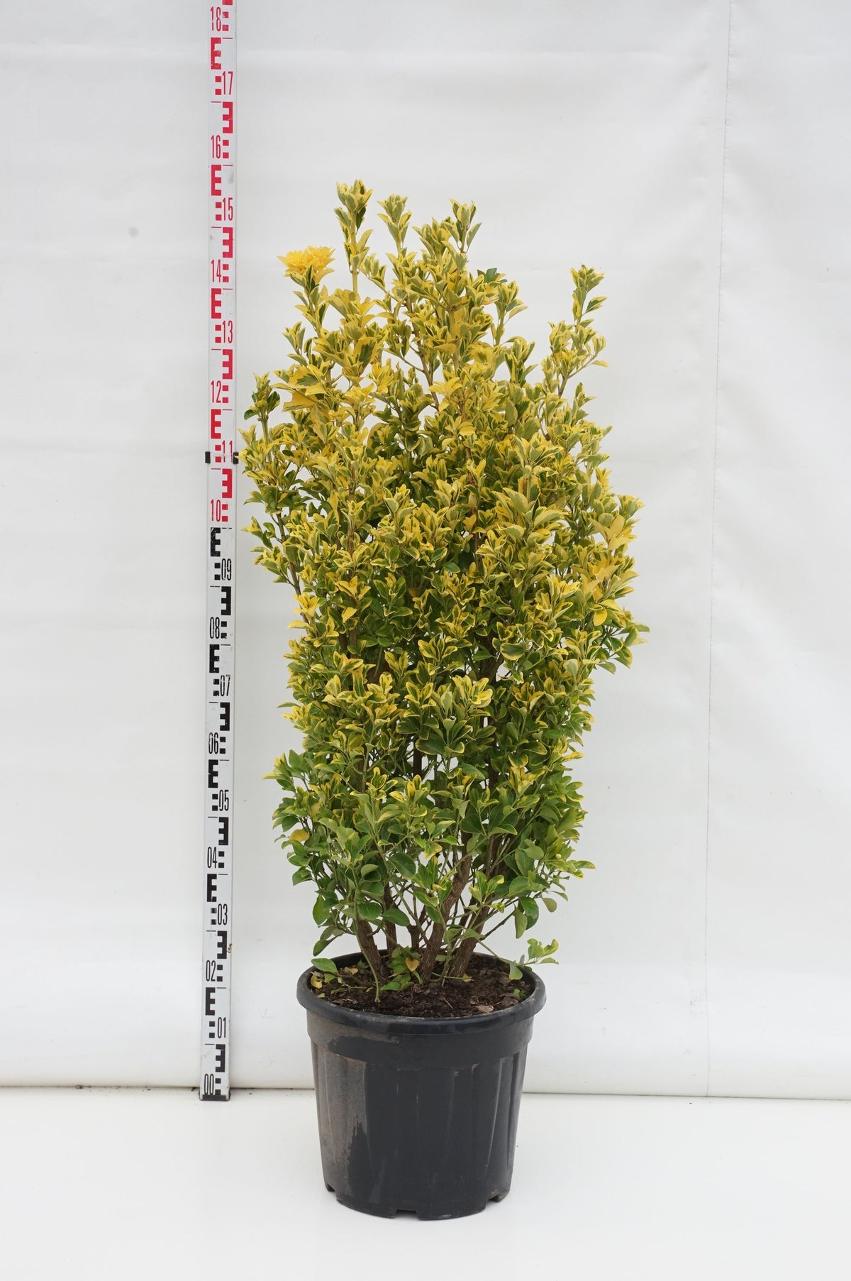 Nandina domestica C20 (20 liters kruka) 80-100 cm