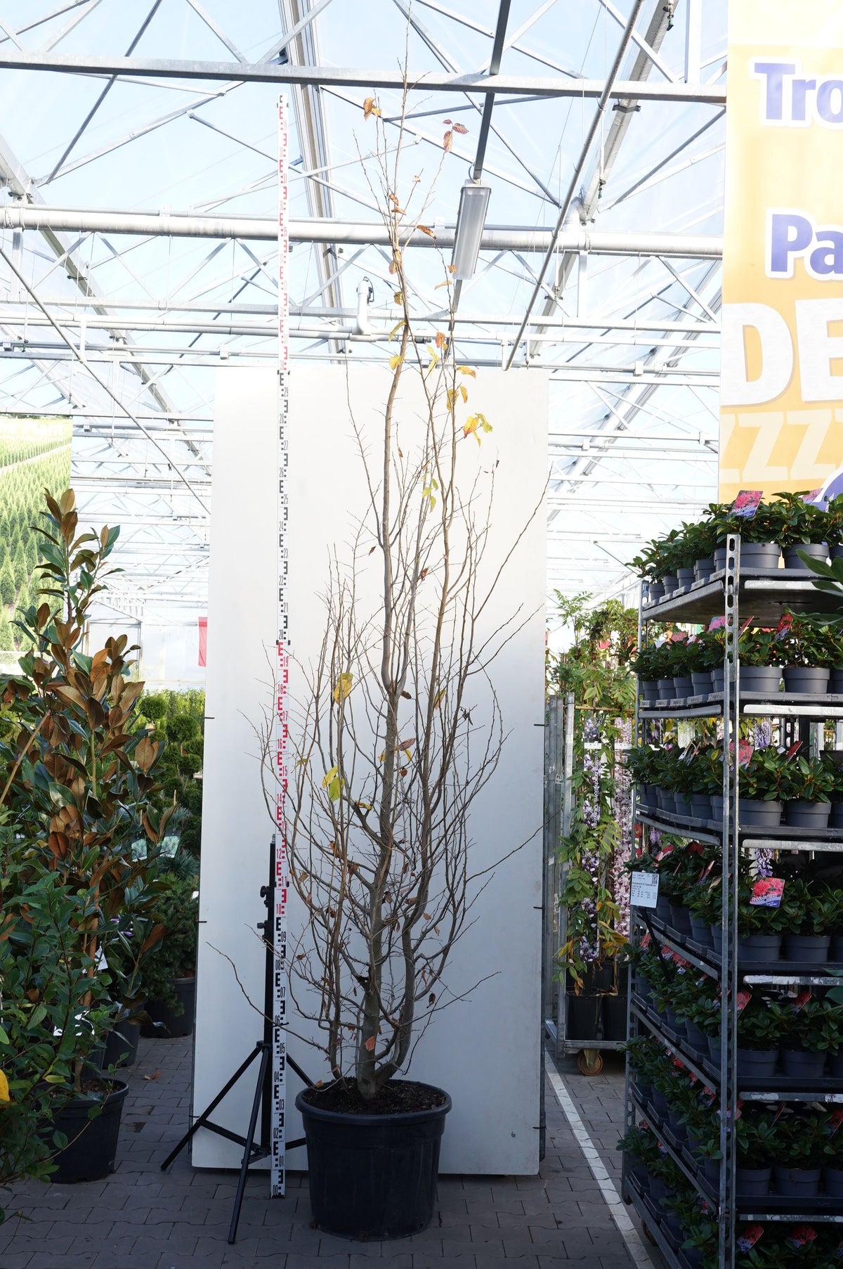 Parrotia persica &
