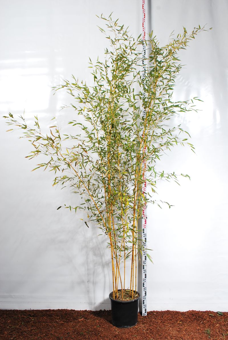 Phyllostachys aureos. &