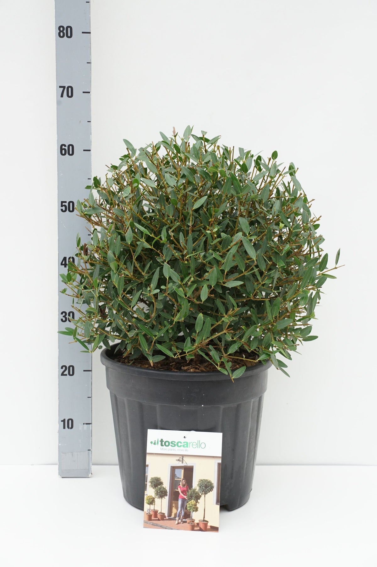 Phillyrea angustifolia klot 30-35 cm C15 (15 liters kruka)
