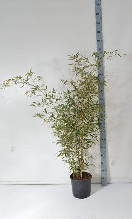 Phyllostachys aureosulcata &