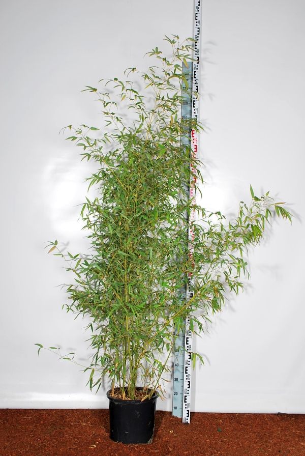 Phyllostachys aurea C18 (18 liters kruka) 150-200 cm