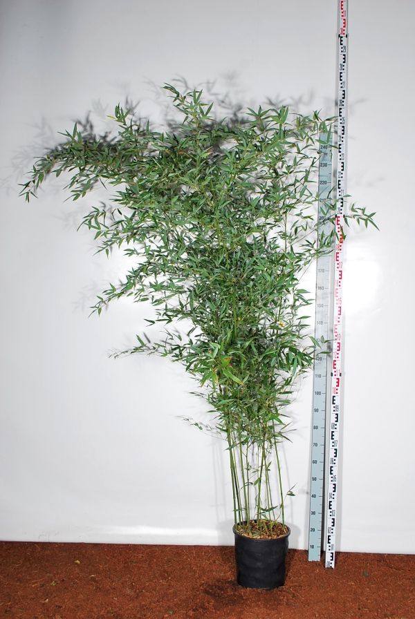 Phyllostachys bissetii C10 (10 liters kruka) 175-200 cm