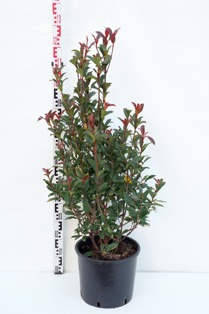 Photinia fraseri &