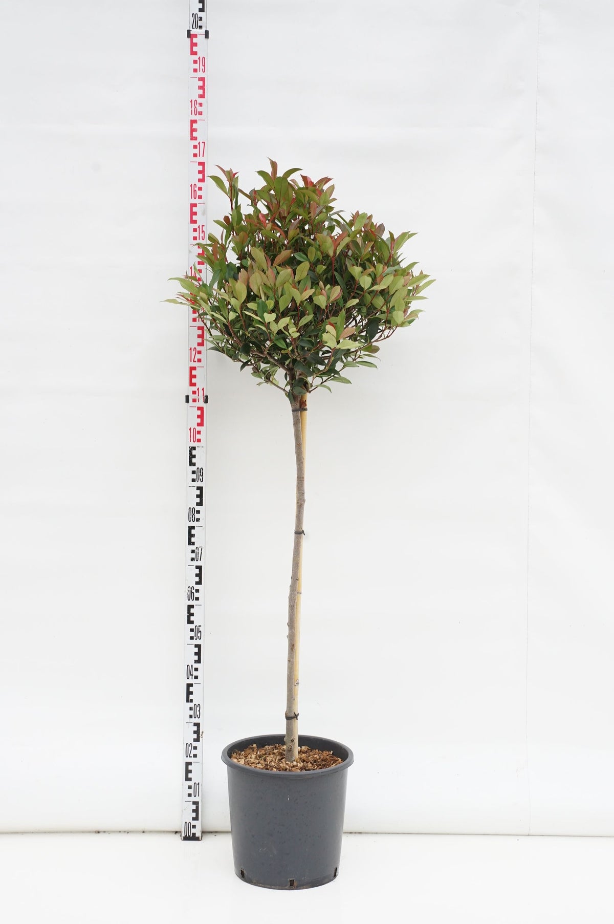Photinia fraseri &