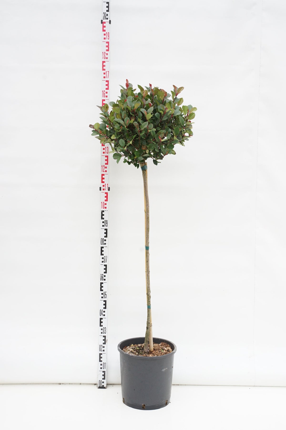 Photinia fraseri &