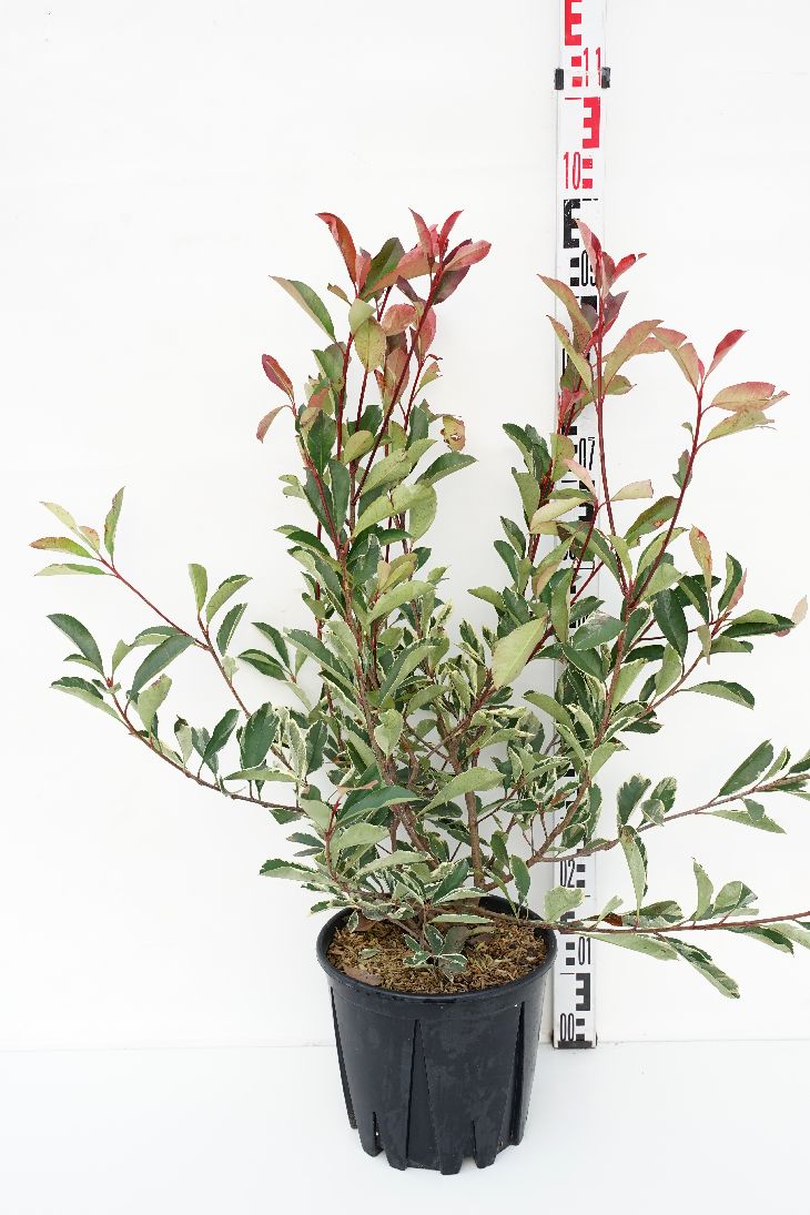 Photinia fraseri &