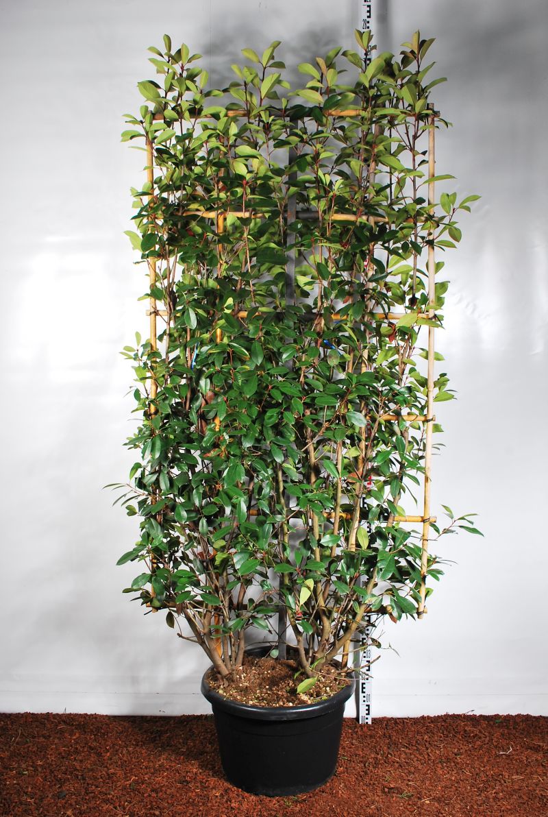 Photinia fraseri &