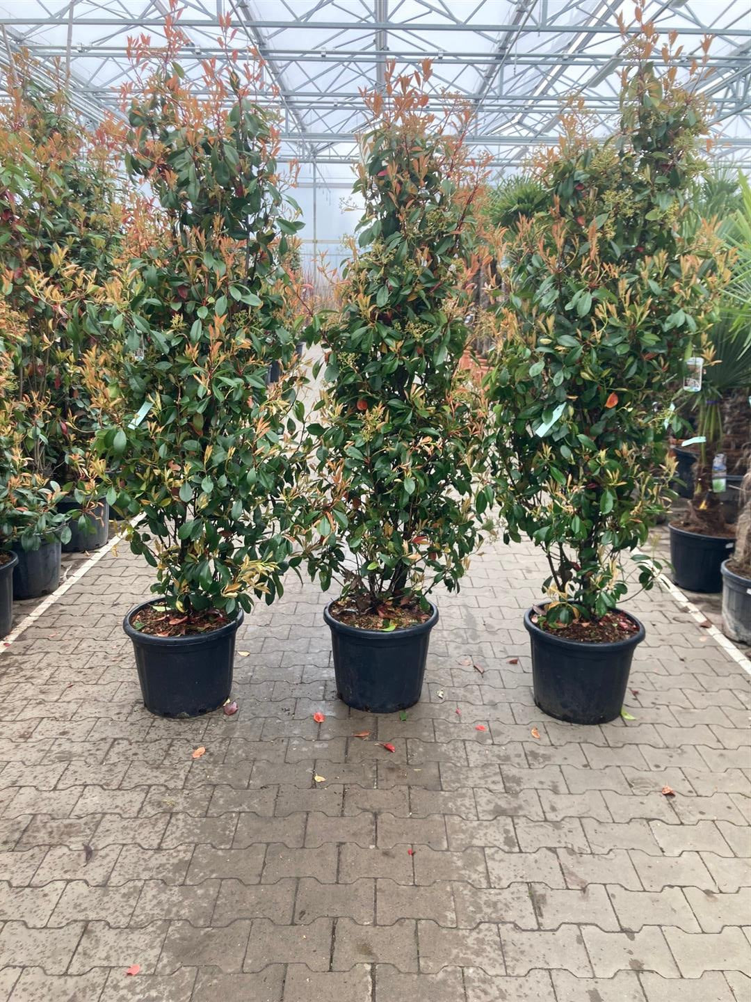 Photinia fraseri &
