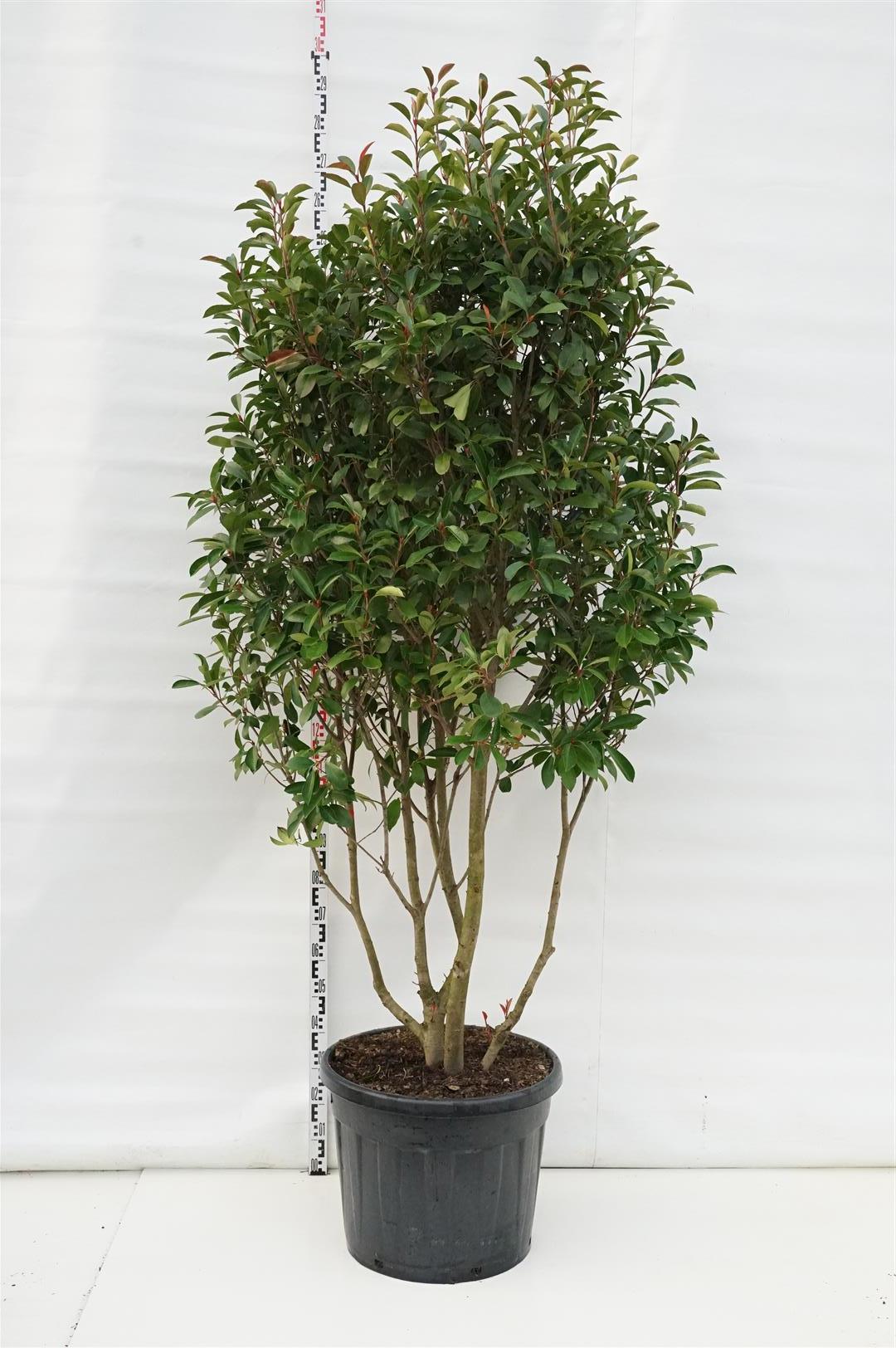 Photinia fraseri &