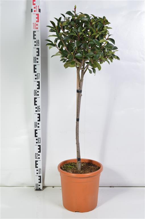 Photinia fraseri &