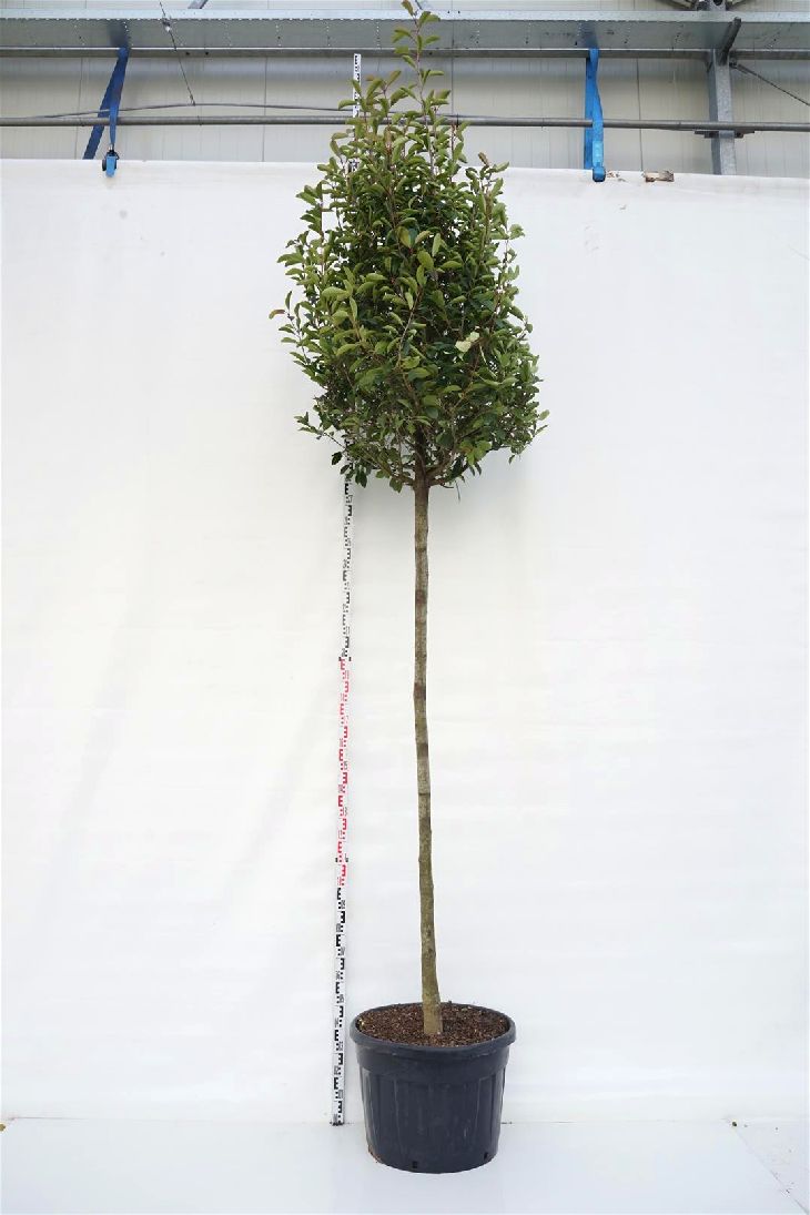 Photinia fraseri &