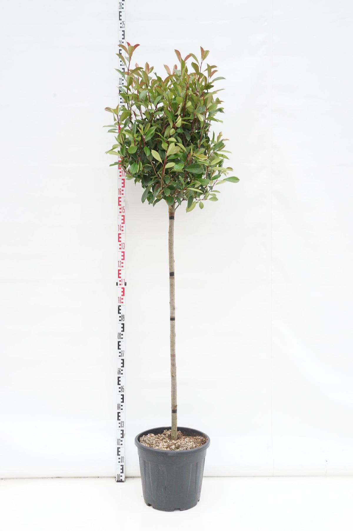 Photinia fraseri &