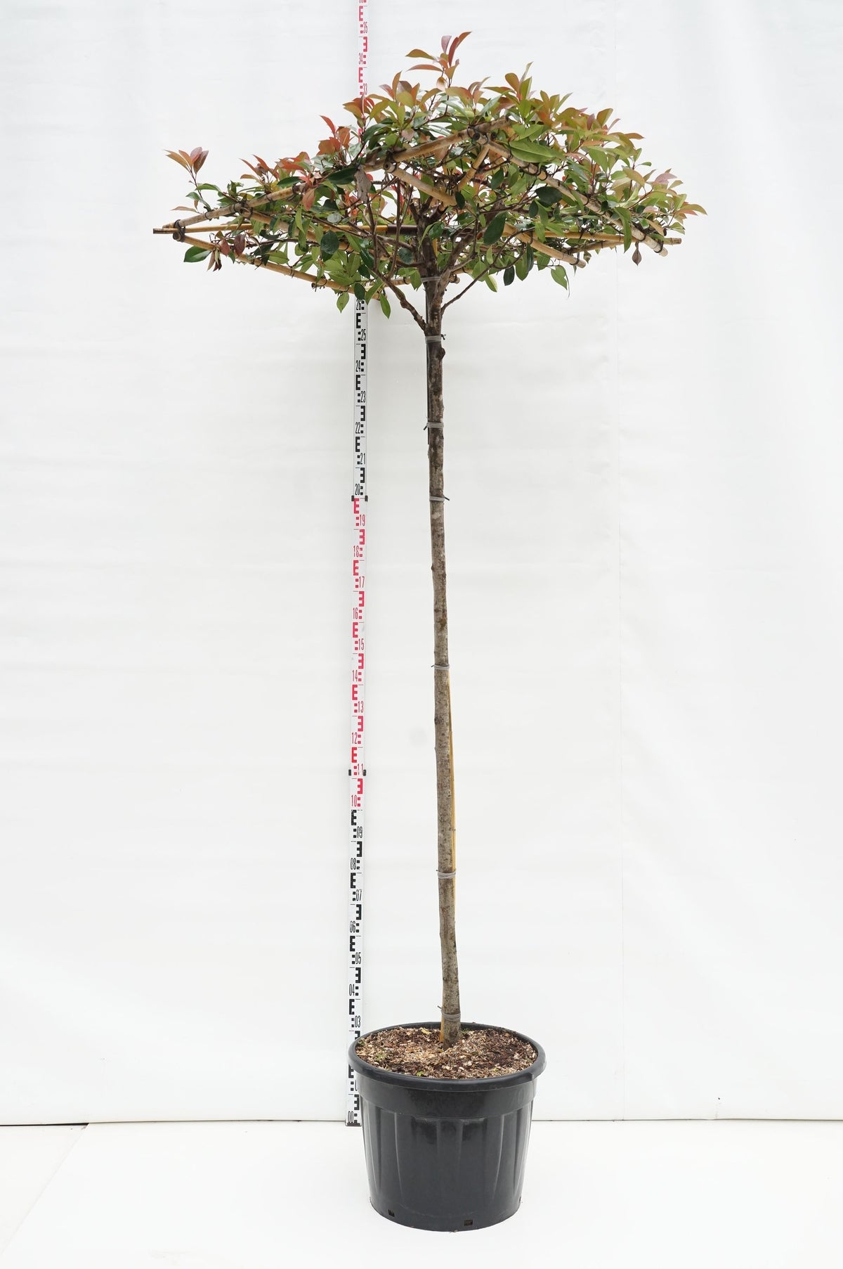 Photinia fraseri &