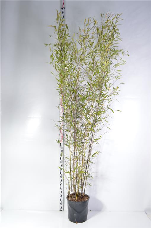 Phyllostachys nigra C18 (18 liters kruka) 150-200 cm