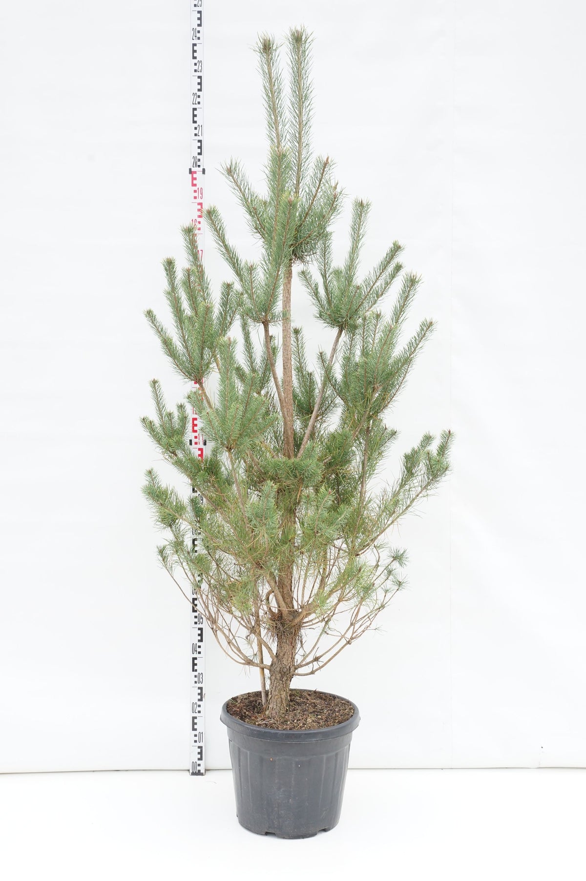 Pinus sylvestris C35 (35 liters kruka) 150-175 cm