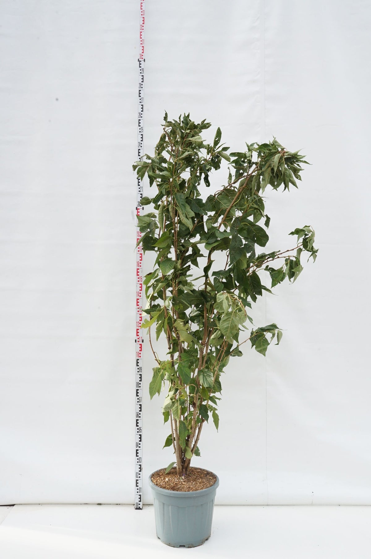 Prunus serr. &