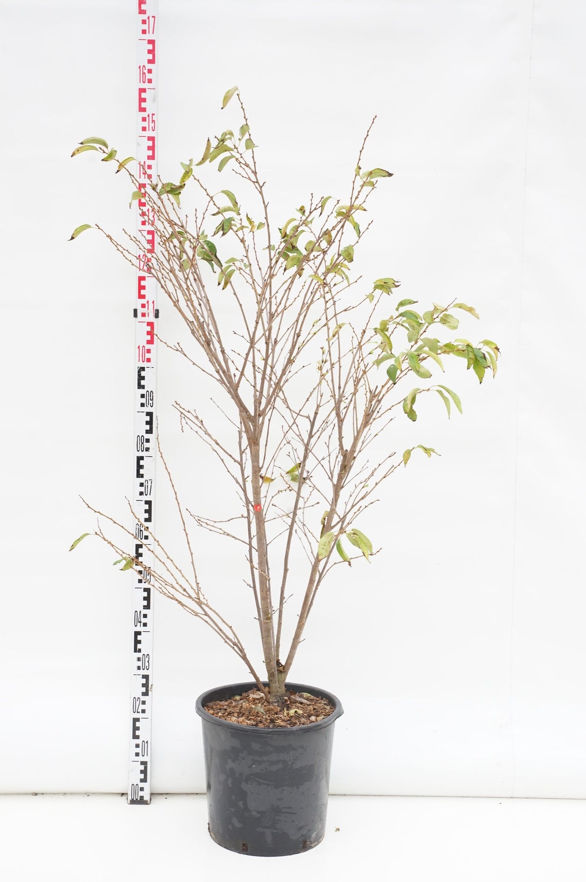 Prunus subh. &