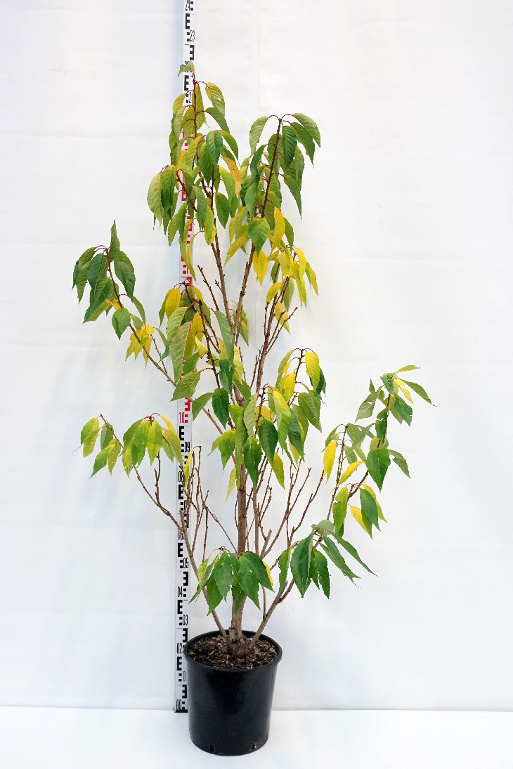 Prunus serrulata &
