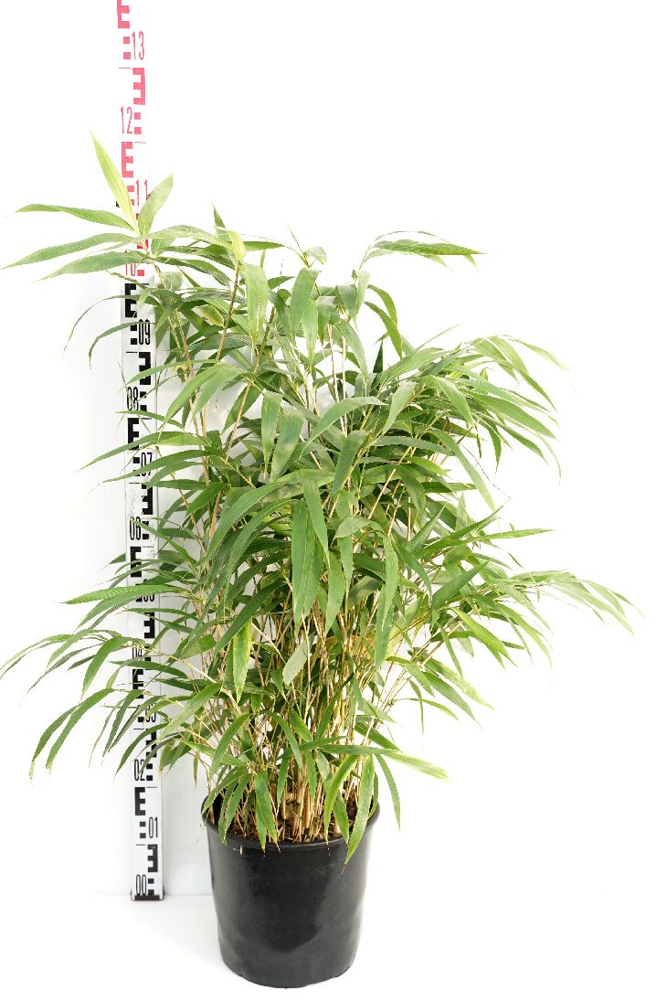 Pseudosasa japonica 80-100 cm C3 (3 liters kruka / 19 cm kruka)