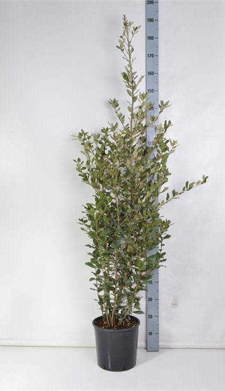 Quercus ilex C10 (10 liters kruka) 100-125 cm