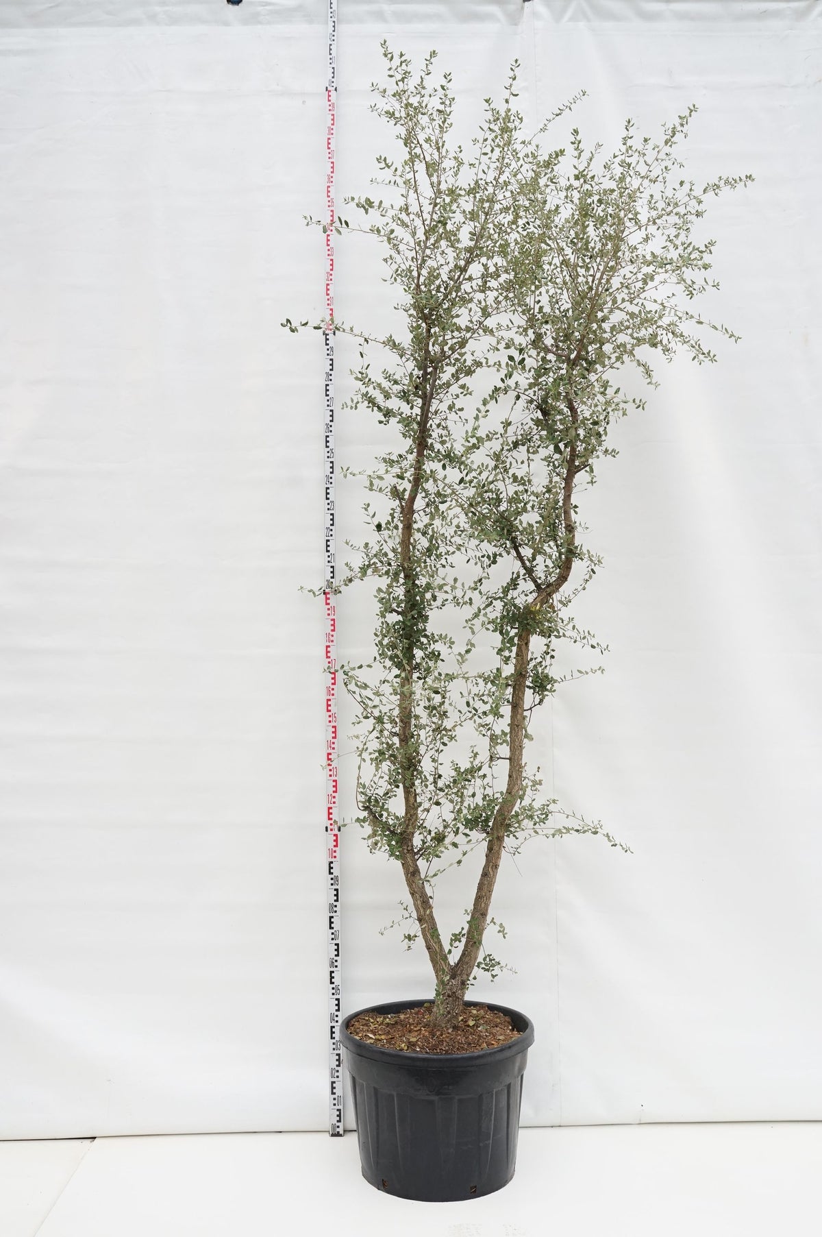 Quercus suber C130 (130 liters kruka) 250-300 cm flerstammig