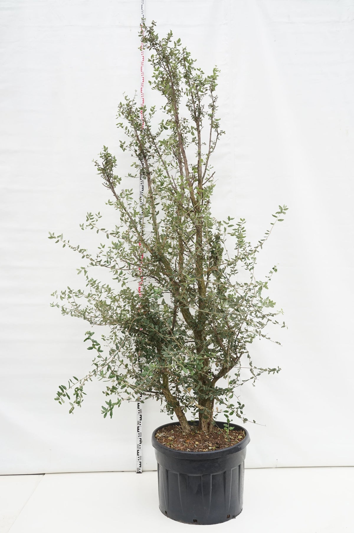 Quercus suber C150 (150 liters kruka) 300-350 cm