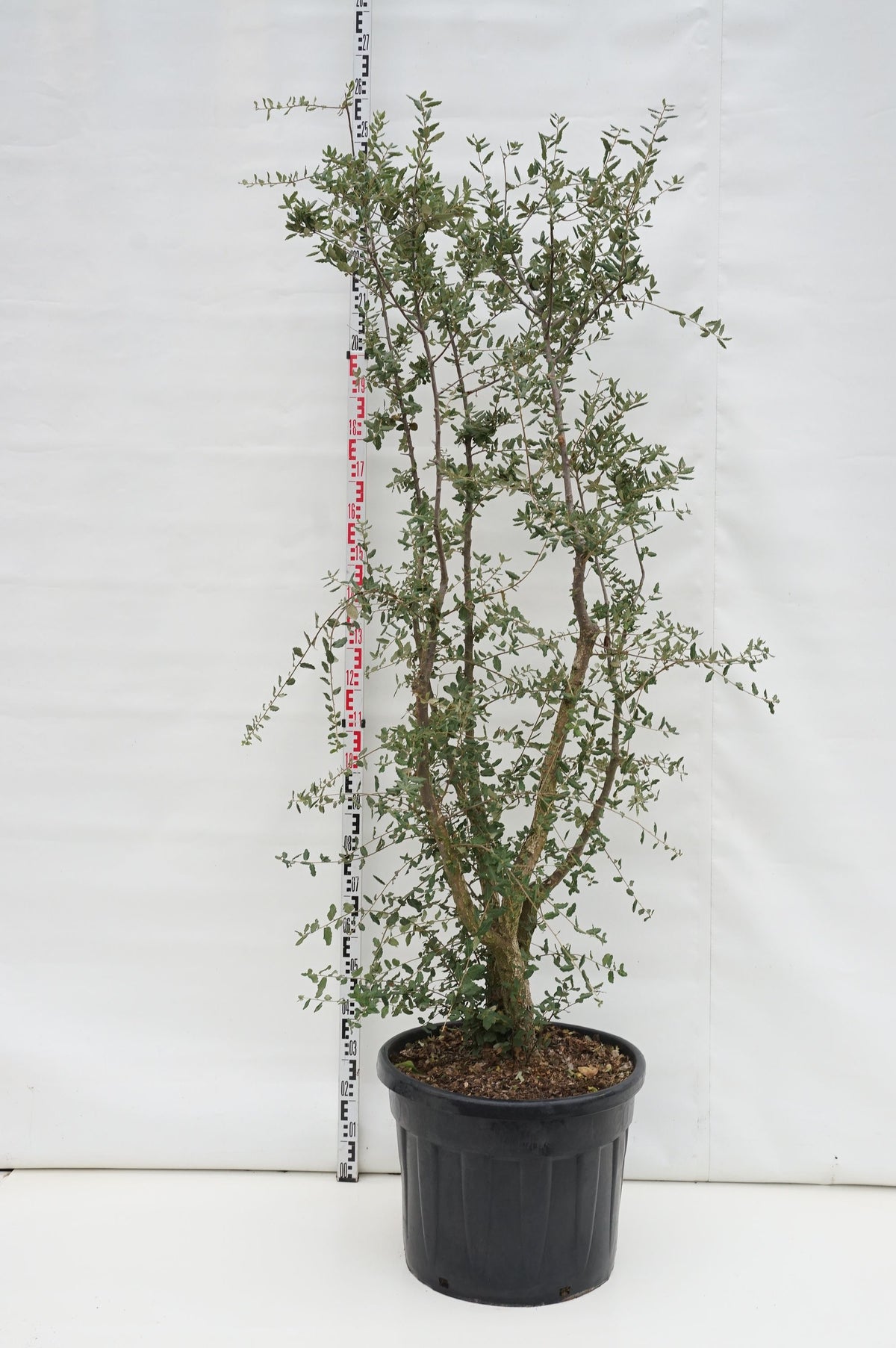 Quercus suber C70 (70 liters kruka) 175-200 cm