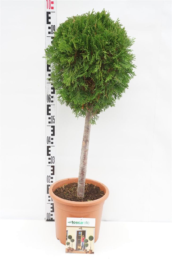 Thuja occ. &