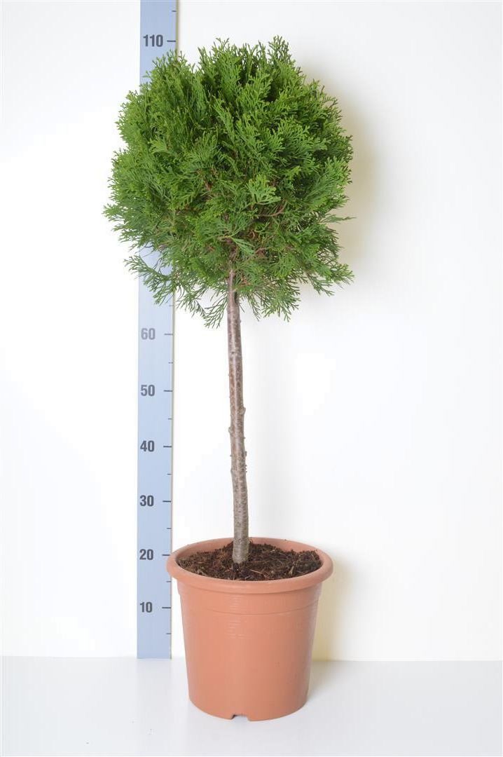 Thuja occ. &