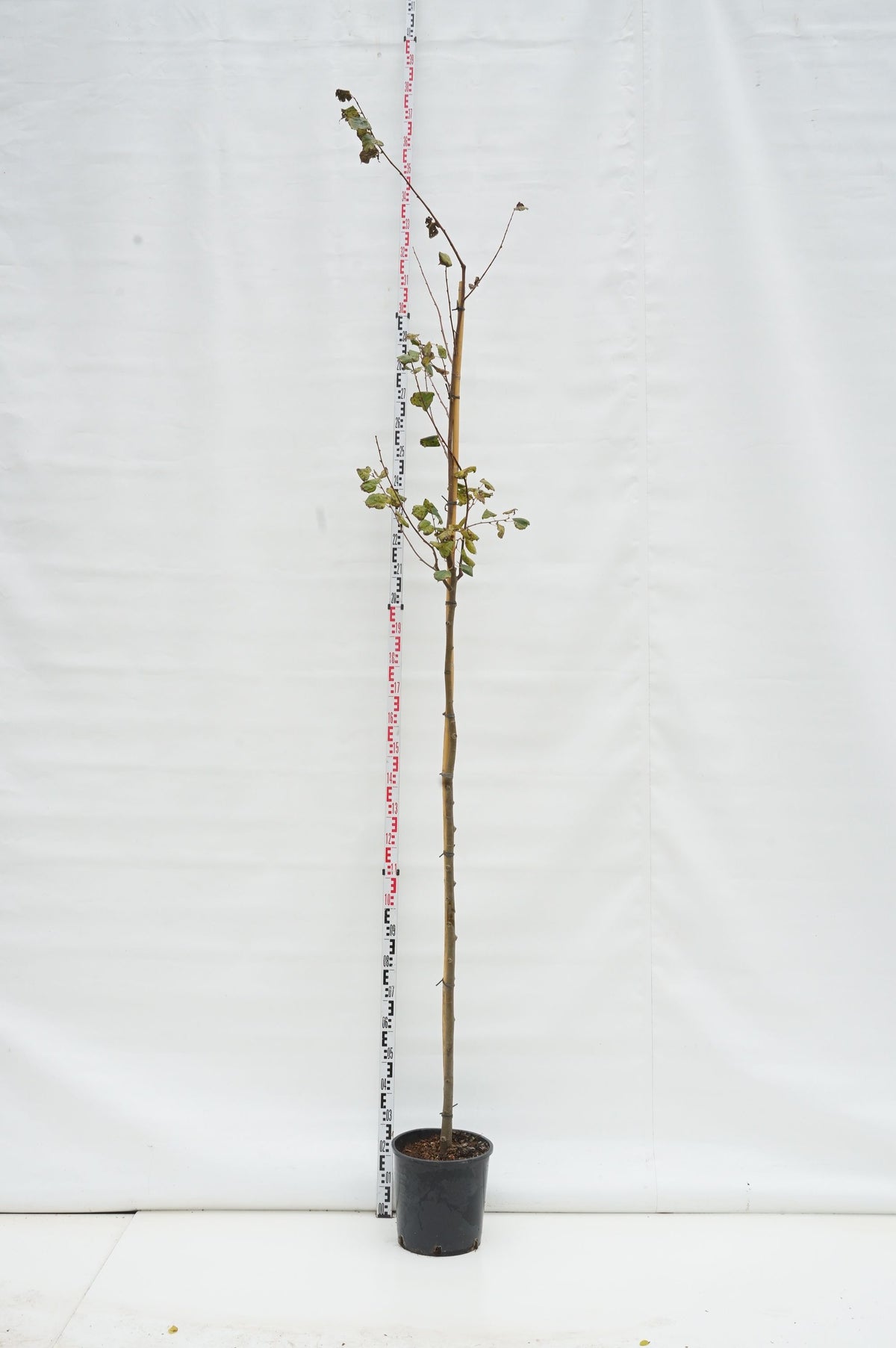 Tilia cordata stam 6-8 cm C18 (18 liters kruka)