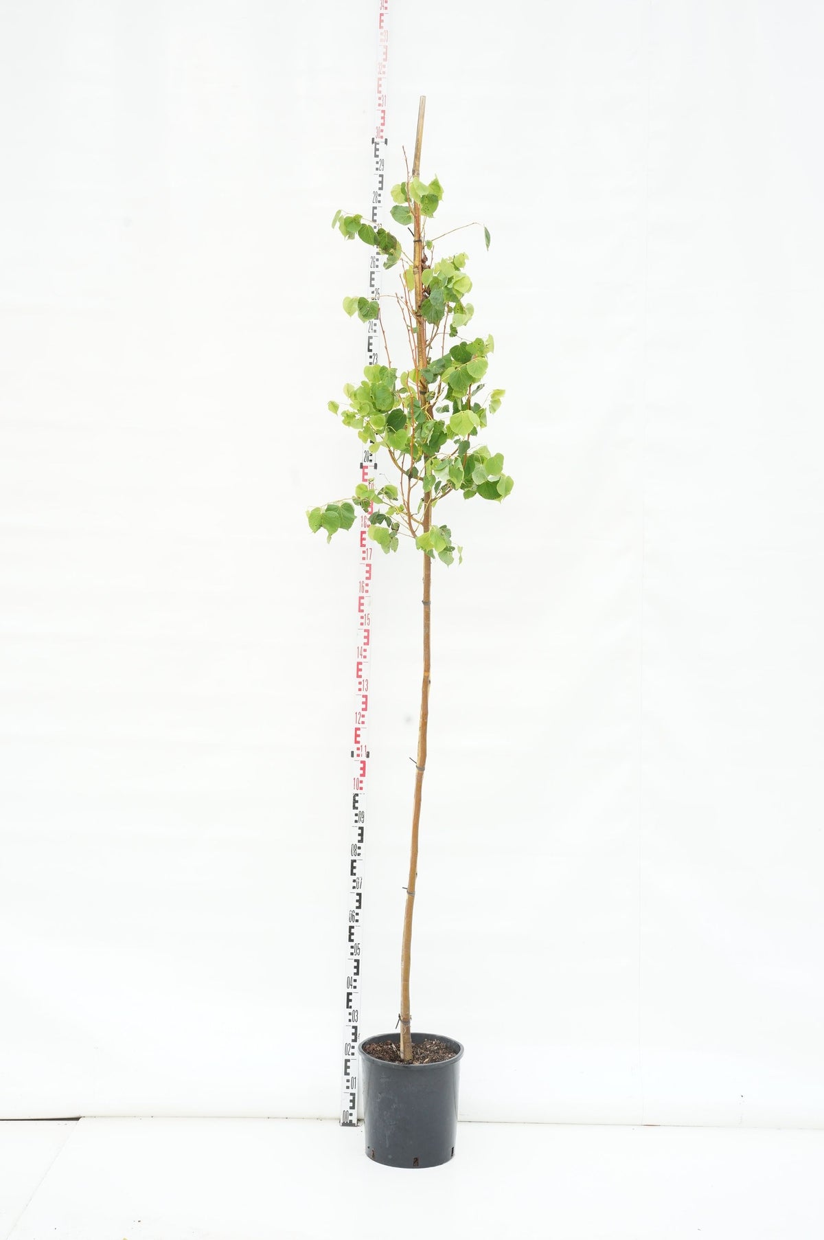 Tilia cordata &
