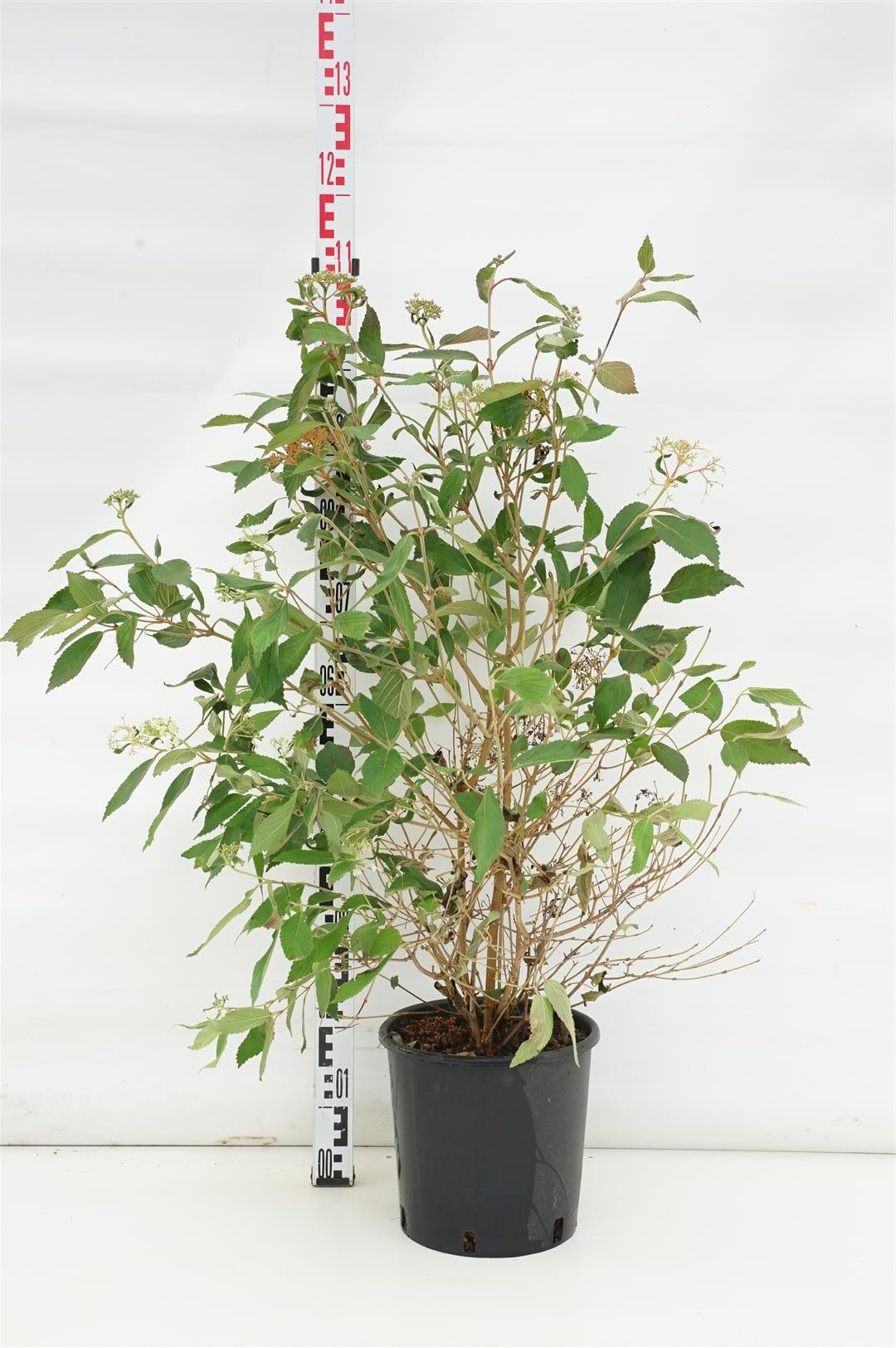 Viburnum plic. &
