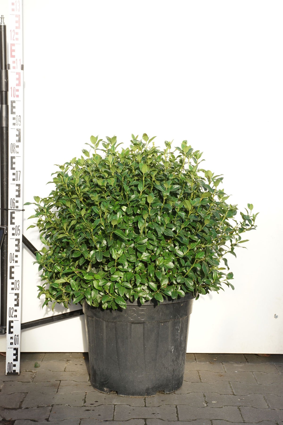Viburnum tinus &
